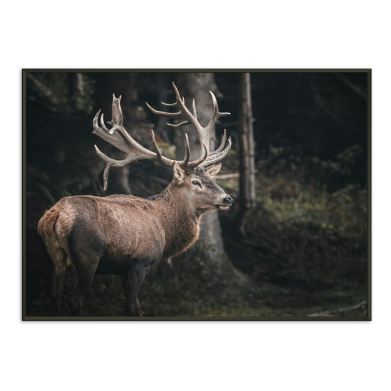 Antler Majesty Framed Print