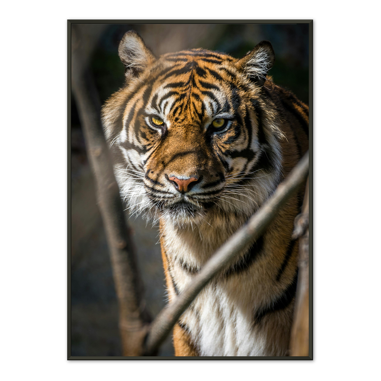 Tiger Watch Framed Print