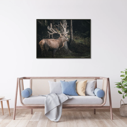 Antler Majesty Framed Print