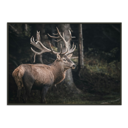 Antler Majesty Framed Print