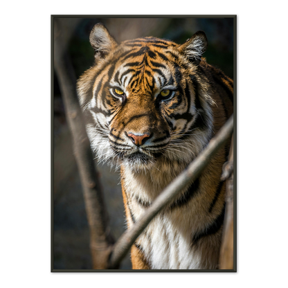 Tiger Watch Framed Print